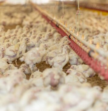 Paraguayan poultry meat enters the Middle East and accelerates international expansion