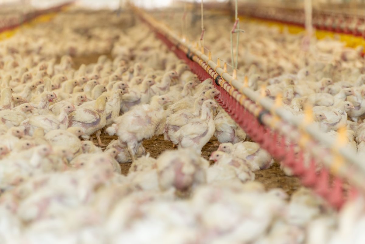Paraguayan poultry meat enters the Middle East and accelerates international expansion