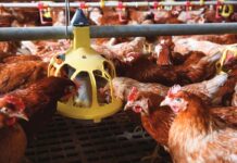 Feed management and feeding techniques explained
