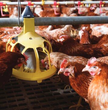 Feed management and feeding techniques explained