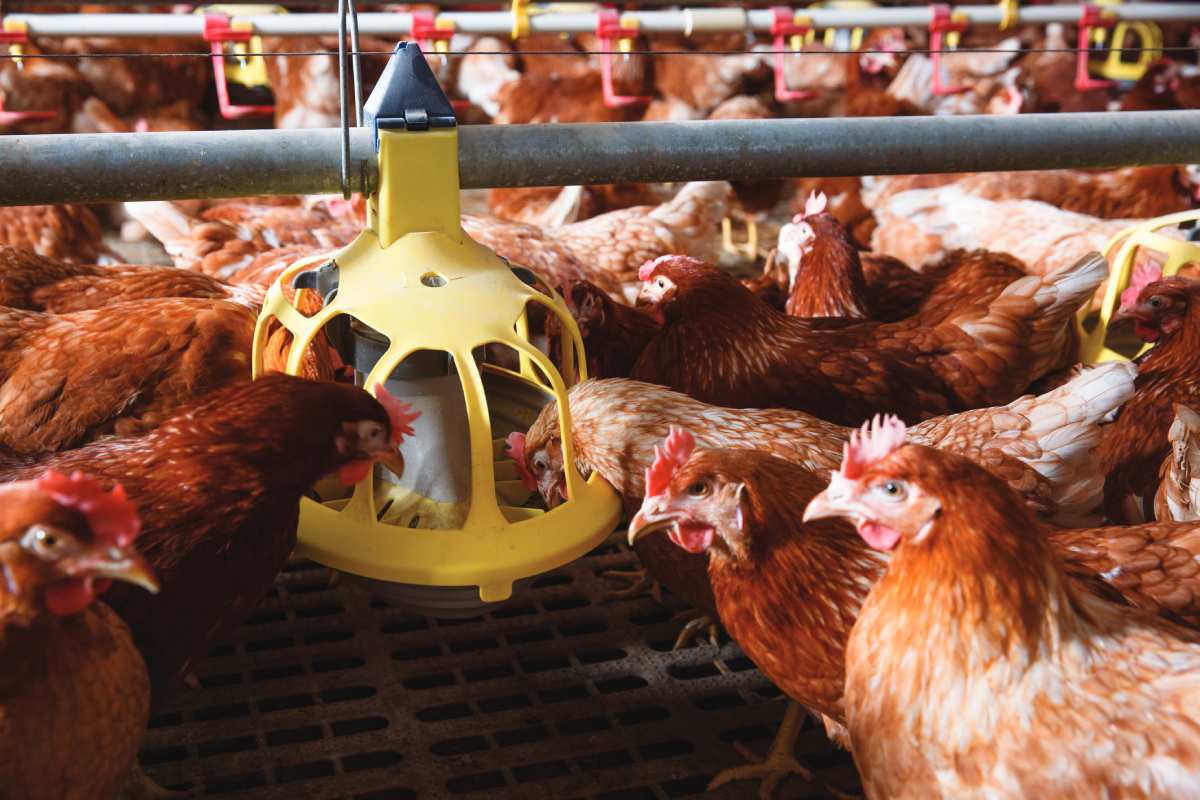 Feed management and feeding techniques explained