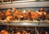 Optimising welfare and production in laying hens through precision glycans