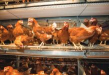 Optimising welfare and production in laying hens through precision glycans
