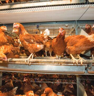 Optimising welfare and production in laying hens through precision glycans