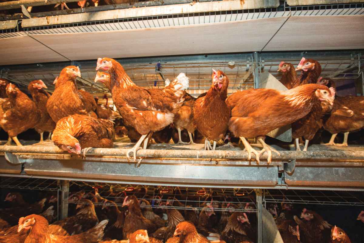 Optimising welfare and production in laying hens through precision glycans