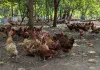 Compass Group India invests in cage-free egg production in partnership with Global Food Partners