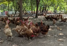 Compass Group India invests in cage-free egg production in partnership with Global Food Partners
