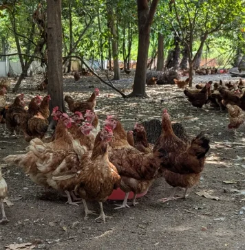 Compass Group India invests in cage-free egg production in partnership with Global Food Partners