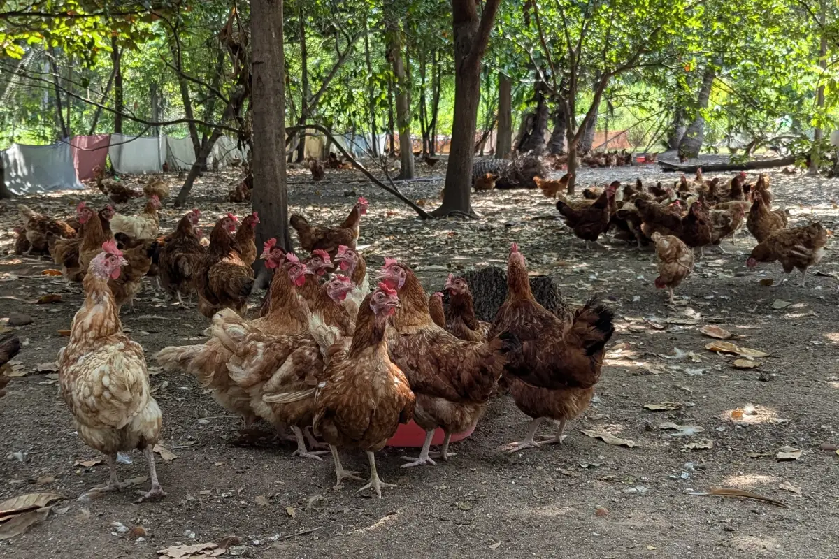 Compass Group India invests in cage-free egg production in partnership with Global Food Partners