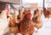 Broilernet and the future of slow-growing broilers in europe: animal welfare, sustainability, and economic challenges