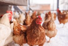 Broilernet and the future of slow-growing broilers in europe: animal welfare, sustainability, and economic challenges