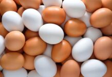 New research explores dietary approaches to maintain eggshell quality in older hens
