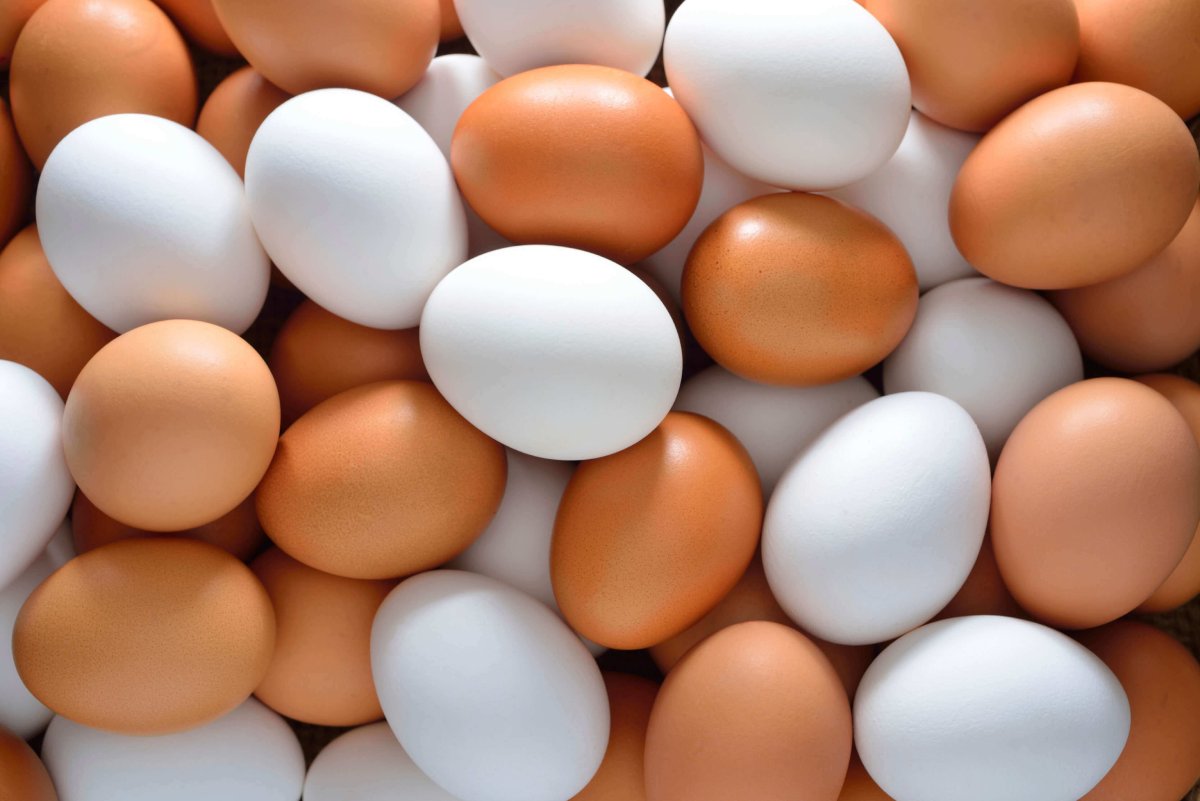 New research explores dietary approaches to maintain eggshell quality in older hens