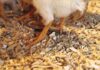 Comparison of litter, subjective moisture and friability scores to measured litter moisture content