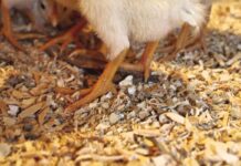 Comparison of litter, subjective moisture and friability scores to measured litter moisture content