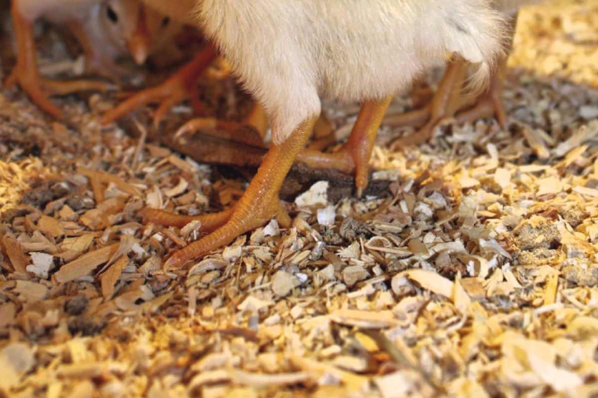 Comparison of litter, subjective moisture and friability scores to measured litter moisture content