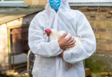 Newcastle disease virus evolution and control strategies