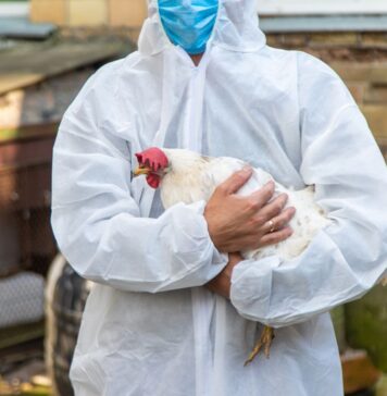 Newcastle disease virus evolution and control strategies