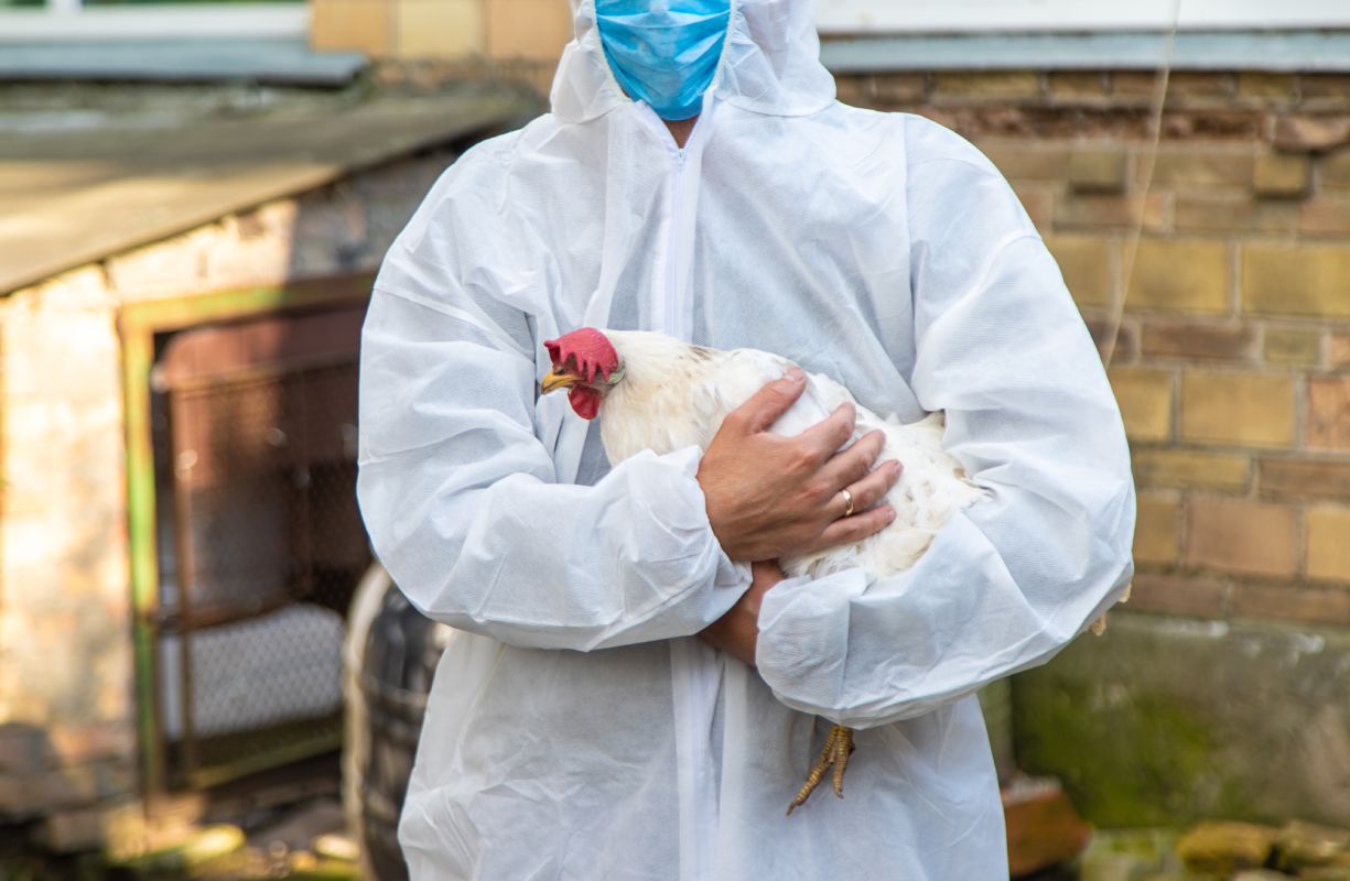 Newcastle disease virus evolution and control strategies