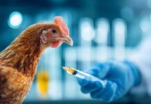Italy launches the first pilot vaccination project for HPAI in poultry farms