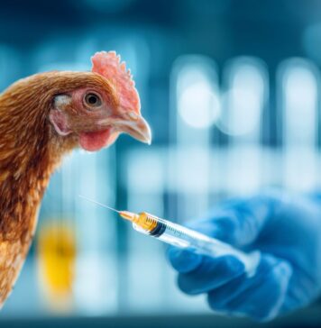 Italy launches the first pilot vaccination project for HPAI in poultry farms