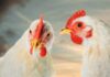 Chinese poultry sector looks towards future with optimism