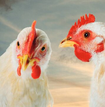 Chinese poultry sector looks towards future with optimism