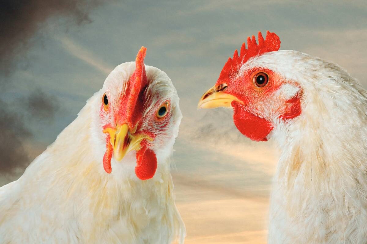 Chinese poultry sector looks towards future with optimism