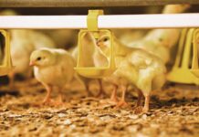Clean drinking water, clear rules. Hygiene meets compliance in poultry farming