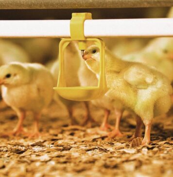 Clean drinking water, clear rules. Hygiene meets compliance in poultry farming