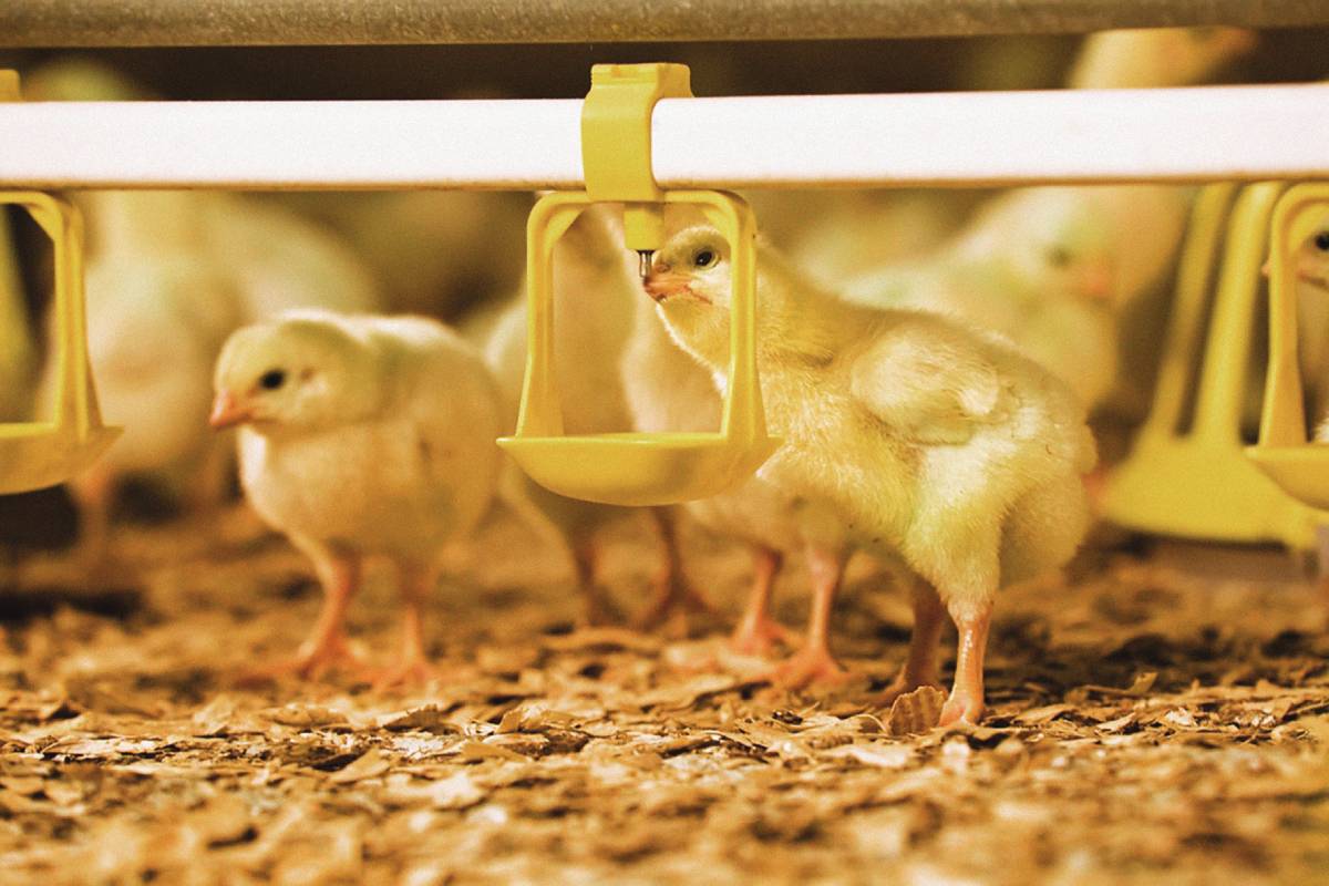 Clean drinking water, clear rules. Hygiene meets compliance in poultry farming