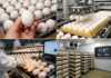 Hatching egg quality – the real foundation behind every hatchery KPI