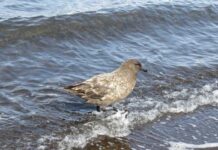 Avian flu reaches all continents: Australia confirms second H5N1 Ccase