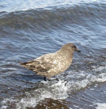 Avian flu reaches all continents: Australia confirms second H5N1 case in wildlife