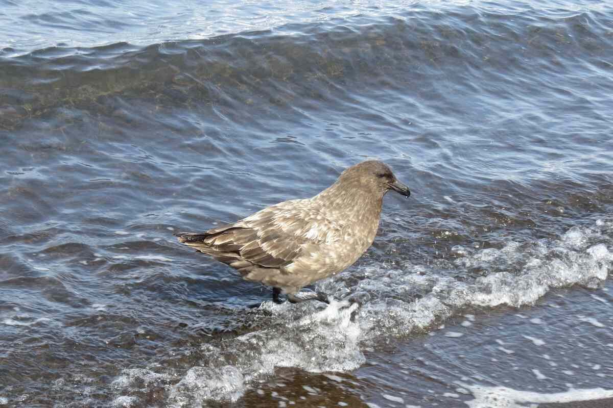 Avian flu reaches all continents: Australia confirms second H5N1 case in wildlife