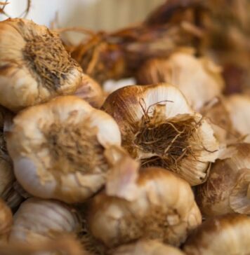 Garlic allicin as a promising alternative to antibiotics in broilers
