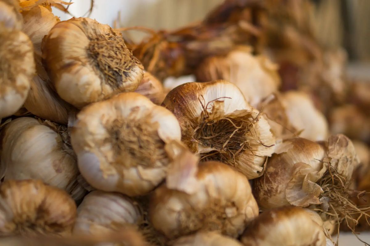 Garlic allicin as a promising alternative to antibiotics in broilers
