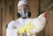 South Africa moves to enable HPAI vaccination in poultry sector