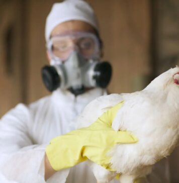 South Africa moves to enable HPAI vaccination in poultry sector
