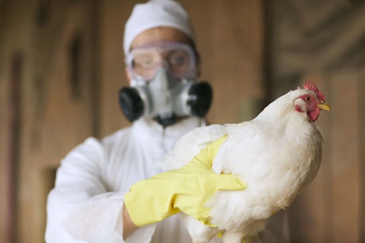South Africa moves to enable HPAI vaccination in poultry sector