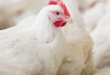Chinese poultry sector looks towards future with optimism