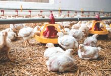 Overview of worm infestations in chickens: integrated control, preventive strategies, and novel diagnostic tools
