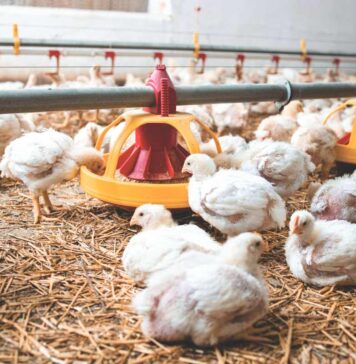 Overview of worm infestations in chickens: integrated control, preventive strategies, and novel diagnostic tools