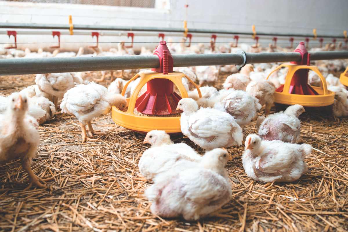 Overview of worm infestations in chickens: integrated control, preventive strategies, and novel diagnostic tools