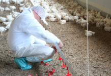 Canada confronts new HPAI outbreaks