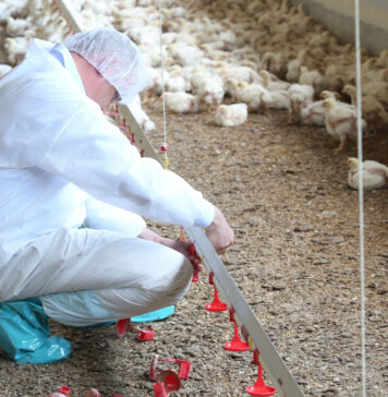 Canada confronts new HPAI outbreaks