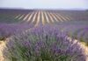Lavender in crisis: Provence farmers turn to laying hens to survive