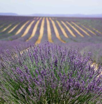 Lavender in crisis: Provence farmers turn to laying hens to survive