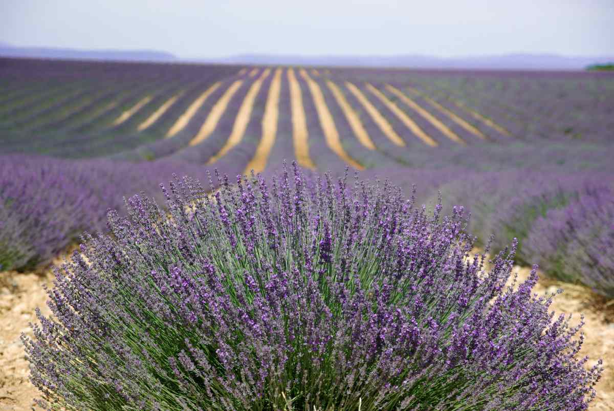 Lavender in crisis: Provence farmers turn to laying hens to survive