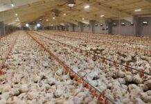 Summer heat stress is detrimental to broiler chickens